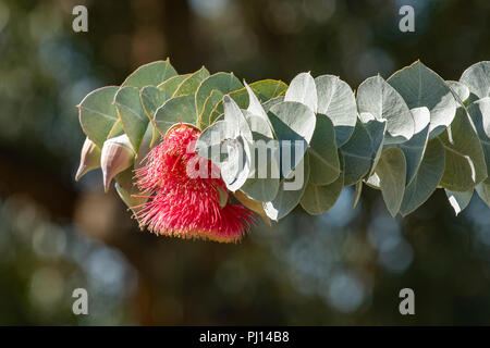 Eucalyptus macrocarpa subsp elacantha, Small-leaved Mottlecah Stock Photo