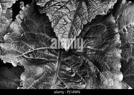 Fantastic  black and white leaves of a telekia speciosa plant , the plant is also called heartleaf oxeye or yellow oxeye ,shape and textured are empha Stock Photo