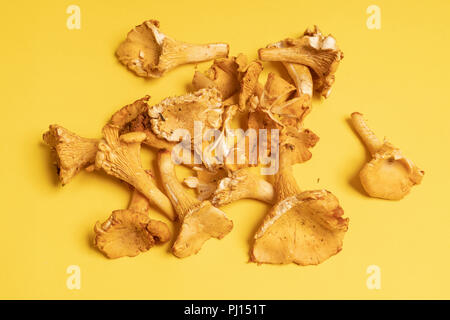Chanterelle mushrooms (Cantharellus cibarius) on a yellow surface Stock Photo