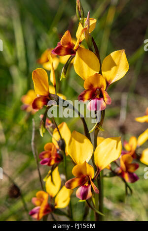 Diuris magnifica, Pansy Orchids Stock Photo