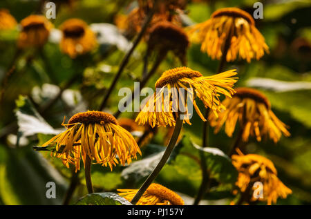 Several telekia speciosa flowers  ( heartleaf oxeye or yellow oxeye ),daisy-like flower head with yellow rays and large flattened orange center disk , Stock Photo
