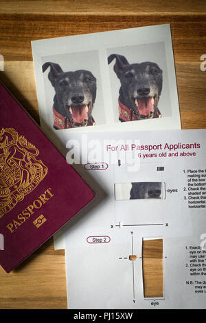 how do i apply for a dog passport