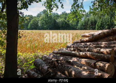 Dry corn field behind stacked tree trunks. Stock Photo