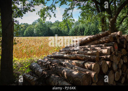 Dry corn field behind stacked tree trunks. Stock Photo