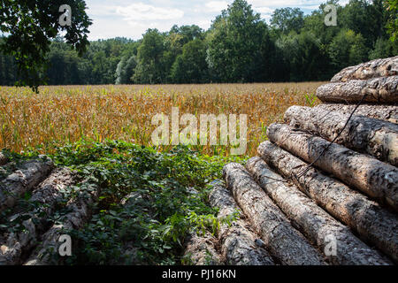 Dry corn field behind stacked tree trunks. Stock Photo