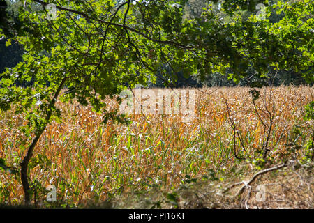 Dry corn field behind stacked tree trunks. Stock Photo