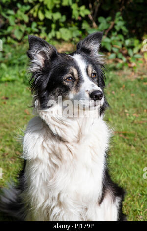 Informal portrait of a Border Collie Canis lupus familiaris working dog favoured by farmers, herders and as a domestic pet Stock Photo