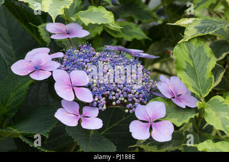 Confusion, changing pH of soil means developing Hydrangea flowers show pink and blue depending when the soil was acid blue or alkaline pink  flower Stock Photo