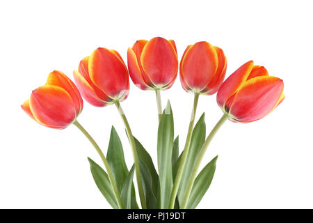 Five red tulips with yellow edges of petals isolated on white background Stock Photo