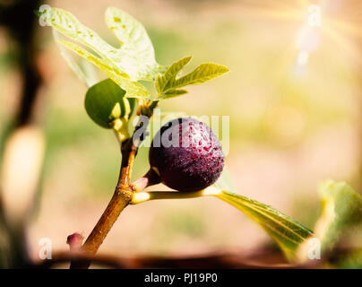 A fig hangs on the branch with green leaves. Stock Photo