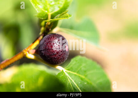 A fig hangs on the branch with green leaves. Stock Photo