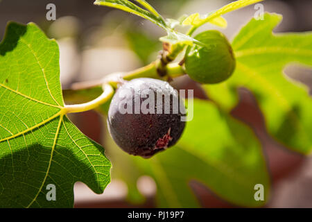 A fig hangs on the branch with green lxeaves. Stock Photo
