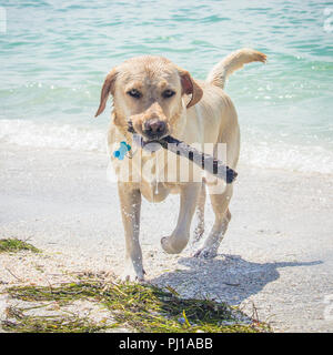 Labrador dog fetching a stick from the ocean, United States Stock Photo