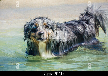 Australian Shepherd dog standing in ocean, United States Stock Photo