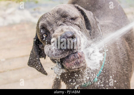 Dog being hosed down with water, United States Stock Photo