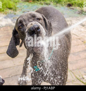 Dog drinking water from a hosepipe in the garden, United States Stock Photo