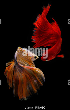 Two betta fish, Indonesia Stock Photo