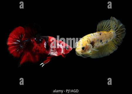 Two betta fish, Indonesia Stock Photo