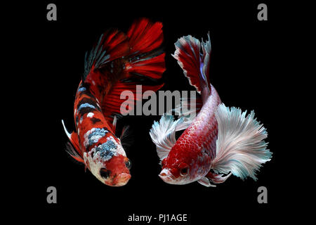 Two betta fish, Indonesia Stock Photo