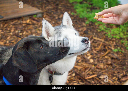 Woman giving two dogs a treat, United States Stock Photo