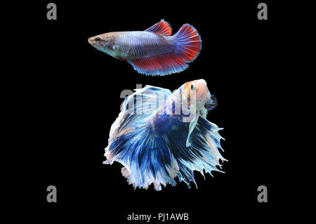 Portrait of two betta fish, Indonesia Stock Photo