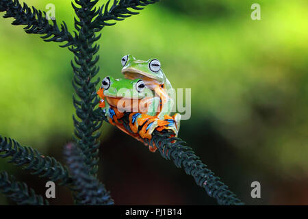 Two Wallace's Flying Frogs on a branch, Indonesia Stock Photo