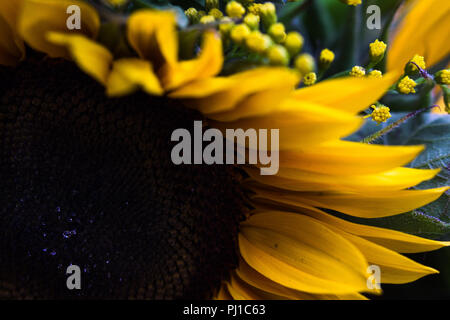 Sunflower Stock Photo