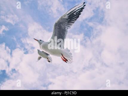 Low angle view of two seagulls in flight, Switzerland Stock Photo