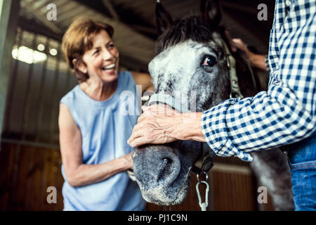A senior couple petting a horse in a stable. Stock Photo
