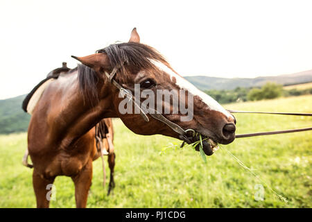 A brown riding horse eating grass, being held by somebody. Stock Photo