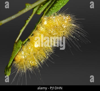 Caterpillar of Yellow Wooly Bear, or Virginian Tiger Moth (Spilosoma virginica) after rain, Iowa, USA Stock Photo