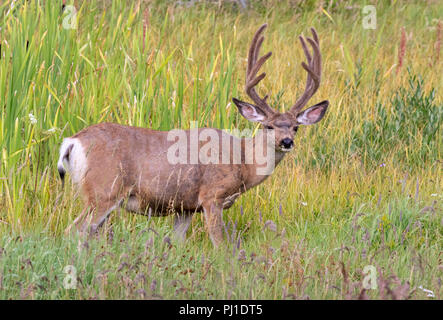 Mule deer (Odocoileus hemionus) male grazing in high grass, Yellowstone National Park, Wyoming, USA Stock Photo