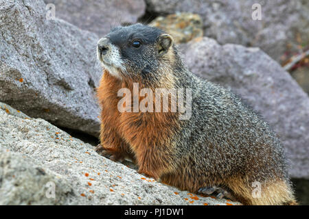 Yellow-bellied marmot (Marmota flaviventris) in rocky habitat, Yellowstone National Park, Wyoming, USA Stock Photo