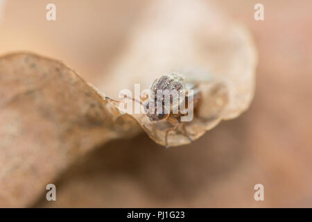 Oak marble gall wasp (Andricus kollari) newly emerged from a gall in early September Stock Photo