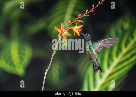 Male Magnificent hummingbird (Eugenes fulgens) in Costa Rica Stock Photo