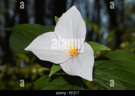 Close-up of a large-flowered trillium blossom. Stock Photo