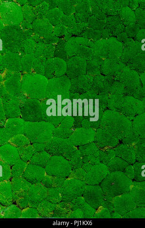 green moss wall background Stock Photo