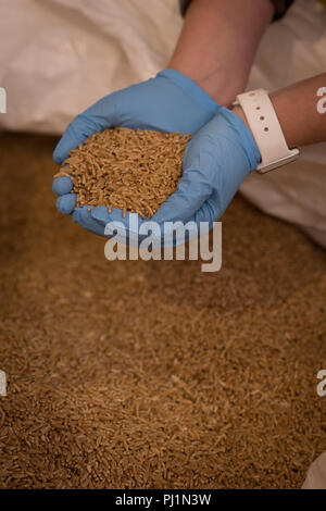 Female worker checking grains at warehouse Stock Photo