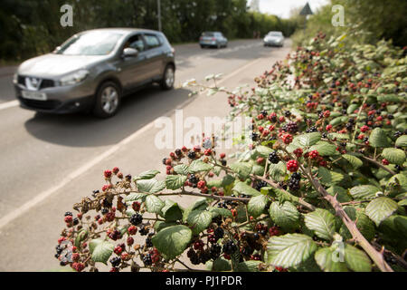 Blackberries, genus Rubus, growing on a road bridge over the Dorset Stour river in Gillingham North Dorset England UK GB Stock Photo