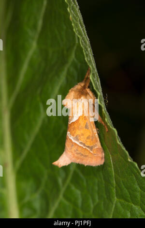 A male orange swift moth, Hepialus sylvina/Triodina sylvina, resting on a dock leaf in daylight. The males are smaller and more brightly coloured than Stock Photo