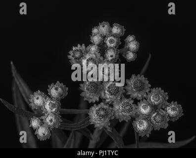 Fine art still life low key monochrome black and white macro of a single isolated yarrow / daisy stem with many blossoms on black background Stock Photo