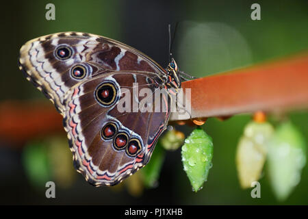 Blue Morpho butterfly, Morpho peleides Stock Photo
