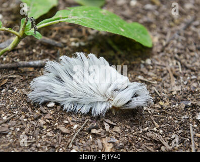 Puss caterpillar, larva of the southern flannel moth, Megalopyge opercularis. Hairs contain highly venomous spines Stock Photo