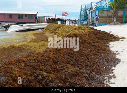 Sargassum seaweed, piled on beach San Pedro, Ambergris Caye Belize Stock Photo