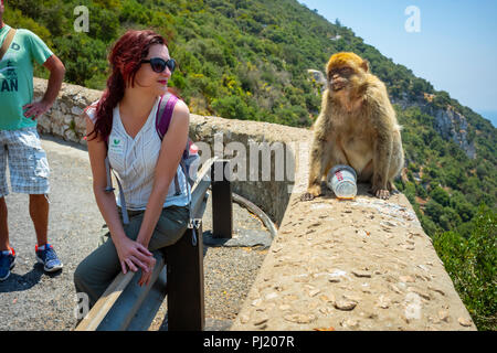 Barbary macaques in Gibraltar. Stock Photo