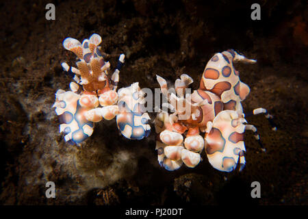 Harlequin Shrimp - Hymenocera picta -  a striking and beautiful shrimp which lives in pairs and feeds on live sea stars. Taken in Bali, Indonesia. Stock Photo
