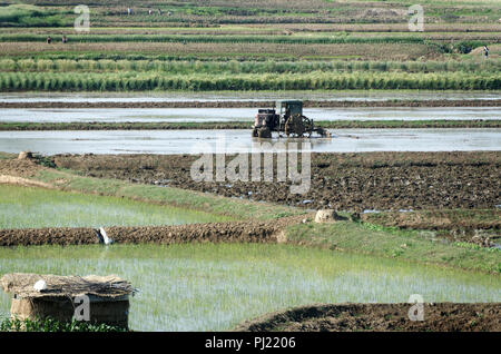 Old tractor in water in paddy fields, food production in North Korea Stock Photo