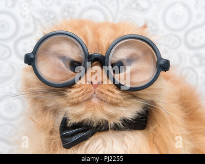 Funny Persian cat with big round eye glasses. Stock Photo