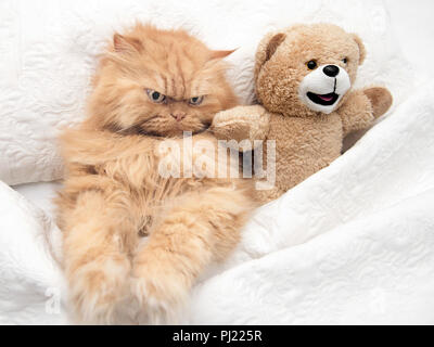 Orange traditional Persian cat in bed with teddy bear Stock Photo