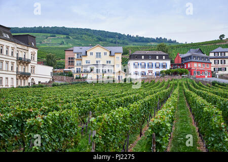 Vineyards in Rüdesheim am Rhein looking up toward houses and hills Stock Photo